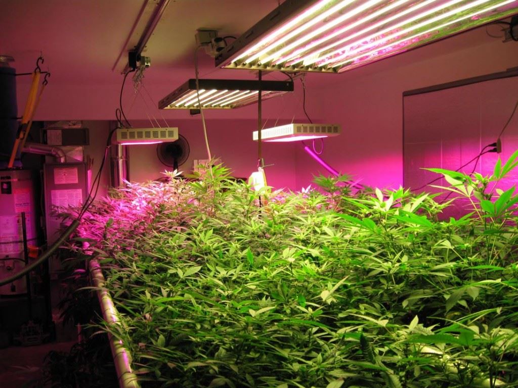 Best-Rated-LED-Grow-Lights-Reviews-Guide-1024x768